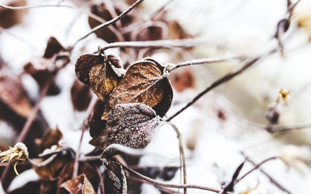 Nature. Desktop wallpaper