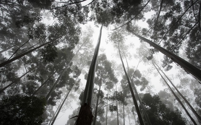 Nature. Desktop wallpaper