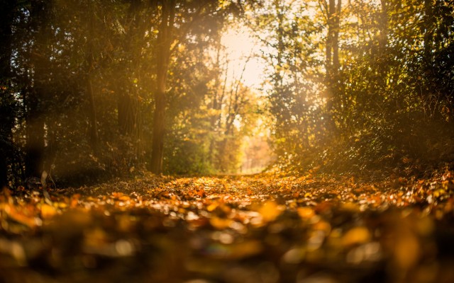 Nature. Desktop wallpaper