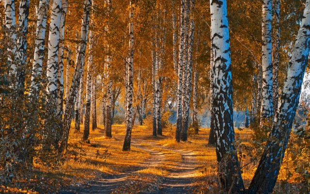 Nature. Desktop wallpaper