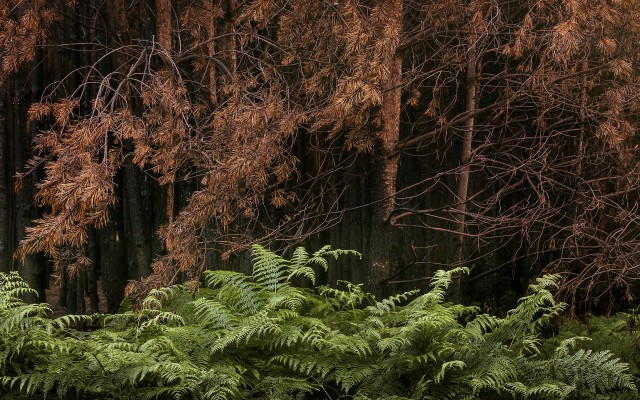 Nature. Desktop wallpaper
