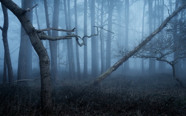 Nature. Desktop wallpaper