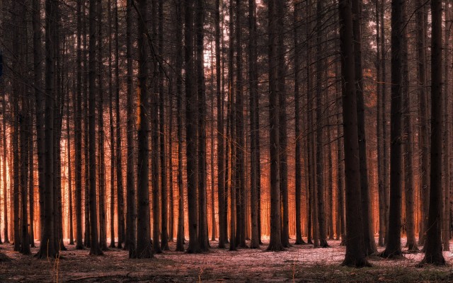 Nature. Desktop wallpaper