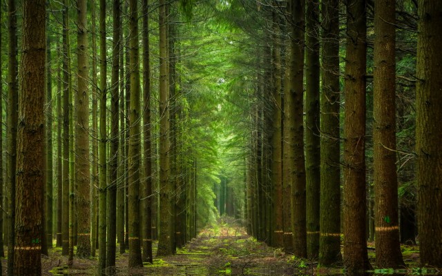 Nature. Desktop wallpaper