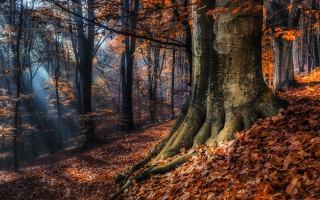 Nature. Desktop wallpaper
