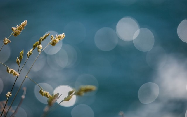 Nature. Desktop wallpaper