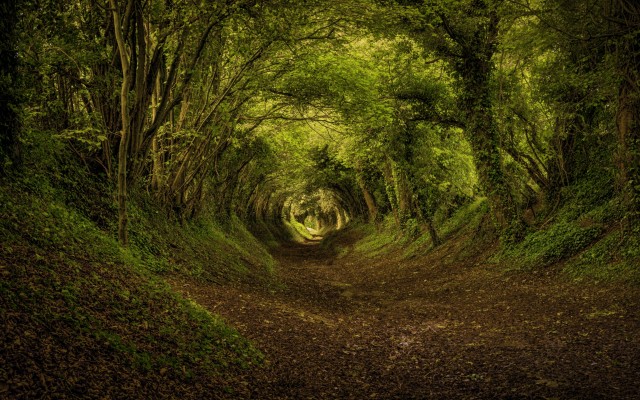 Nature. Desktop wallpaper