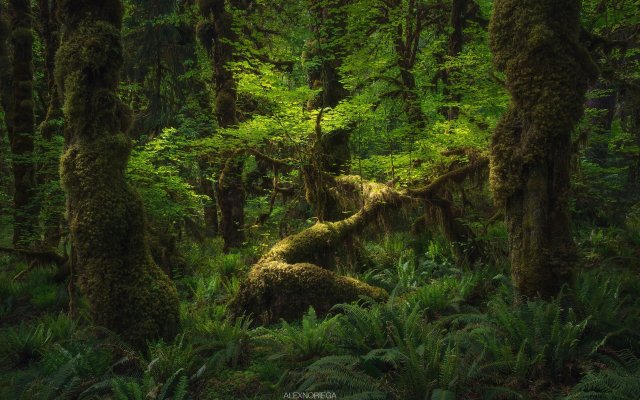 Nature. Desktop wallpaper