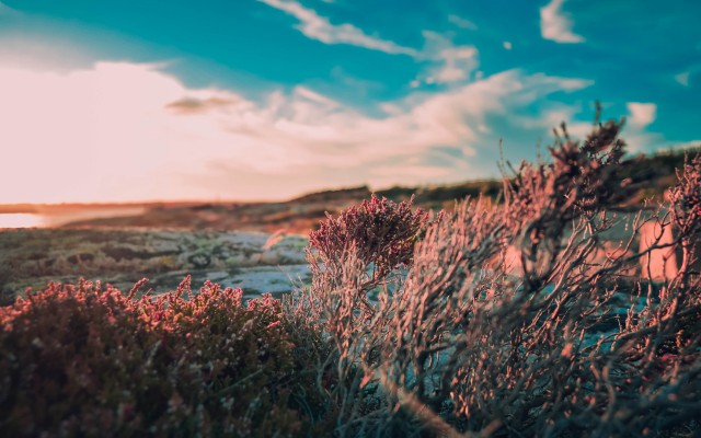 Nature. Desktop wallpaper