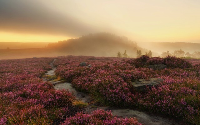 Nature. Desktop wallpaper