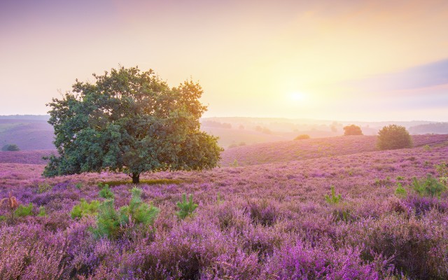 Nature. Desktop wallpaper