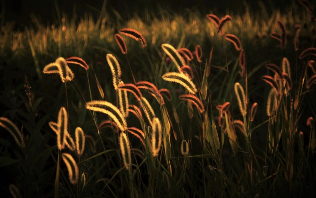 Nature. Desktop wallpaper
