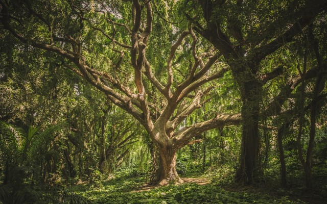 Nature. Desktop wallpaper