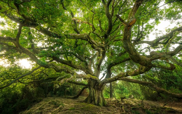 Nature. Desktop wallpaper