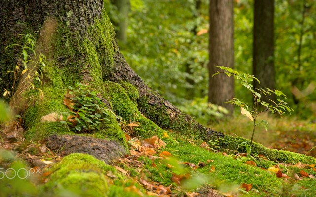 Nature. Desktop wallpaper