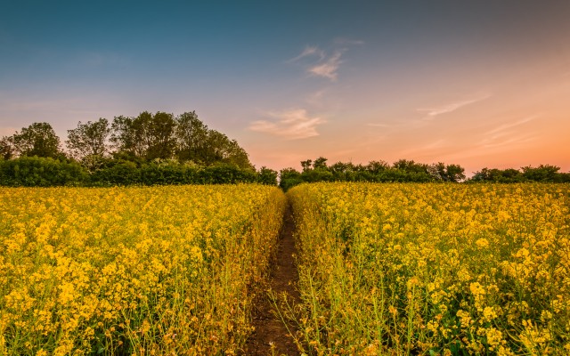Nature. Desktop wallpaper