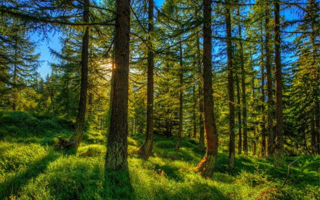 Nature. Desktop wallpaper
