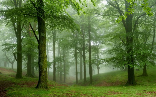 Nature. Desktop wallpaper