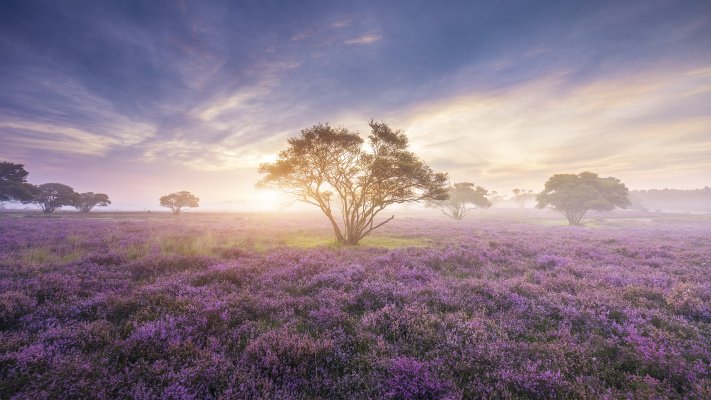 Nature. Desktop wallpaper