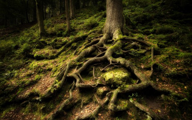 Nature. Desktop wallpaper