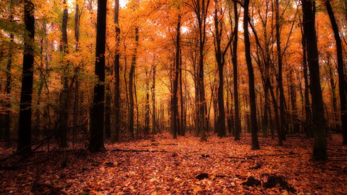 Nature. Desktop wallpaper