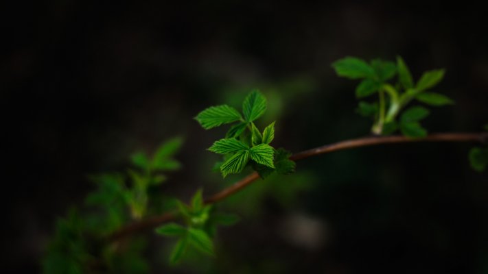 Nature. Desktop wallpaper