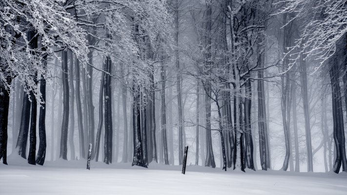 Nature. Desktop wallpaper
