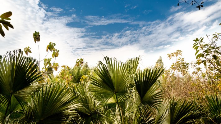Nature. Desktop wallpaper