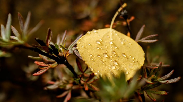 Nature. Desktop wallpaper