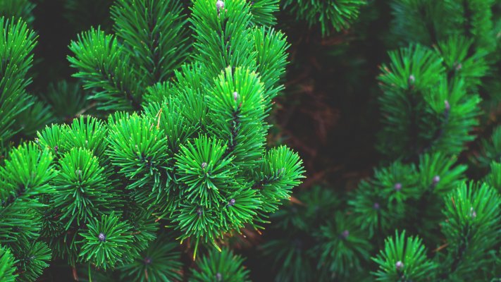 Nature. Desktop wallpaper
