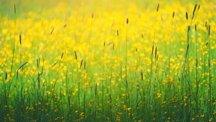 Nature. Desktop wallpaper
