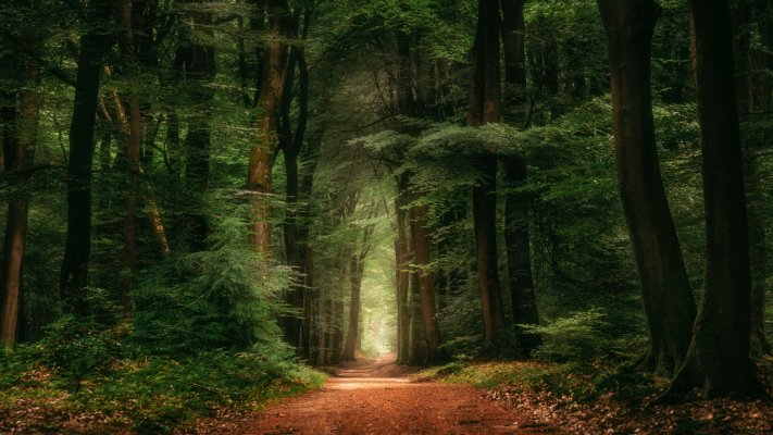 Nature. Desktop wallpaper