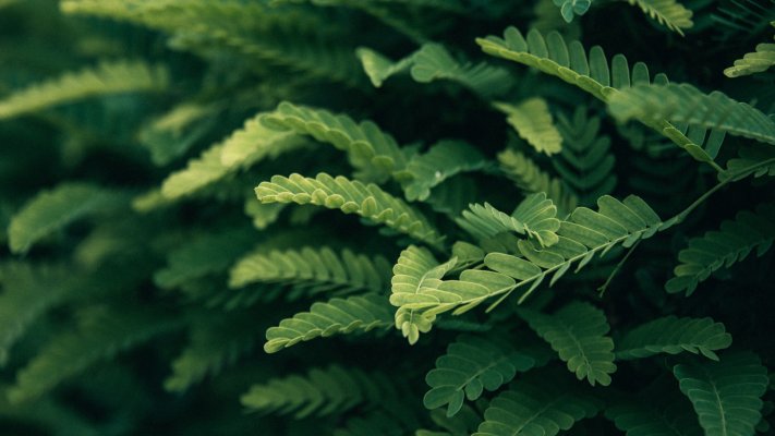 Nature. Desktop wallpaper