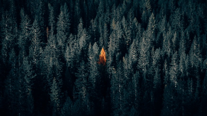 Nature. Desktop wallpaper