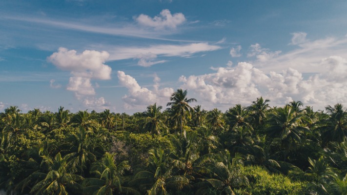 Nature. Desktop wallpaper