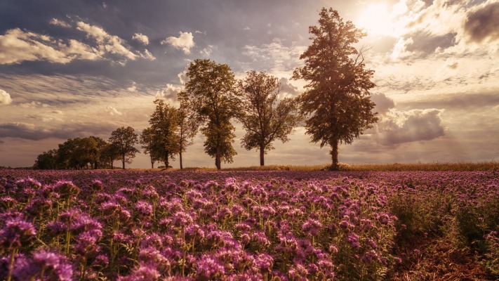 Nature. Desktop wallpaper