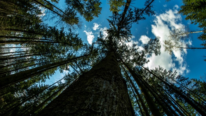 Nature. Desktop wallpaper