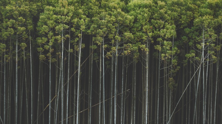 Nature. Desktop wallpaper