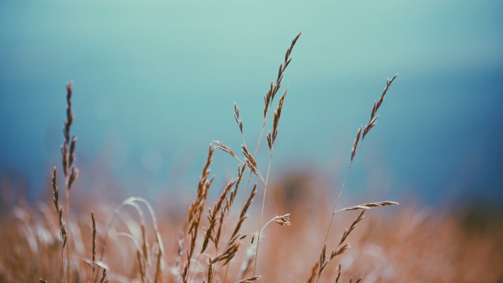 Nature. Desktop wallpaper