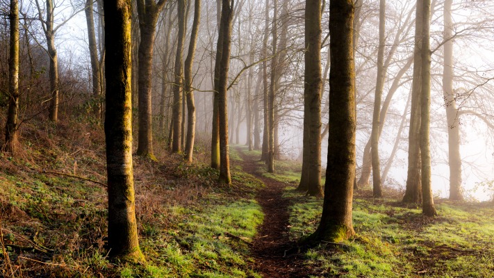 Nature. Desktop wallpaper