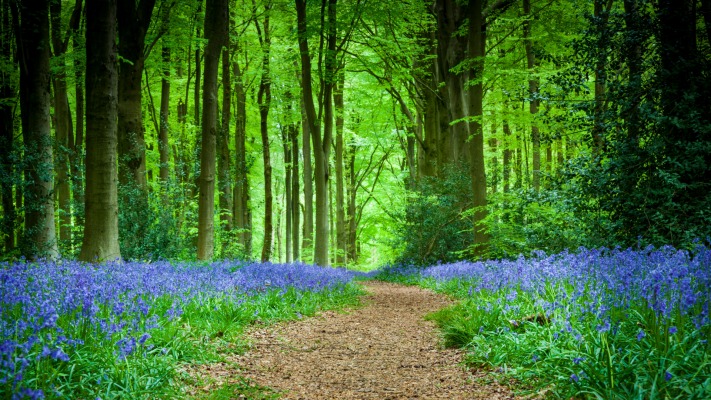 Nature. Desktop wallpaper