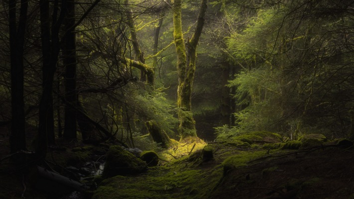 Nature. Desktop wallpaper
