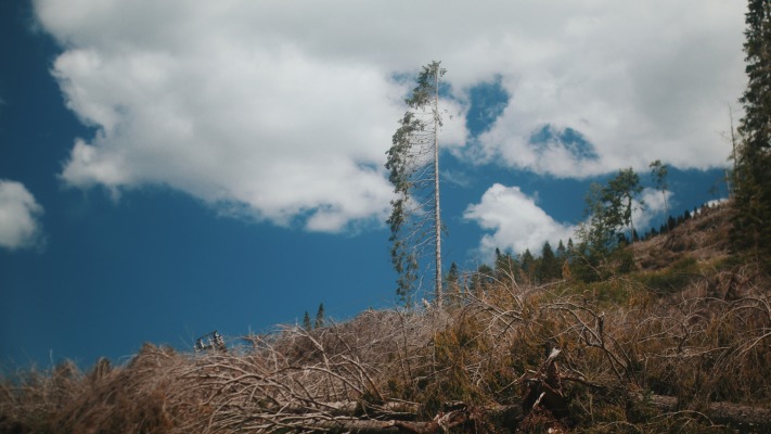 Nature. Desktop wallpaper
