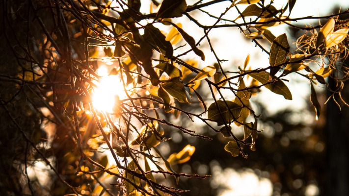 Nature. Desktop wallpaper