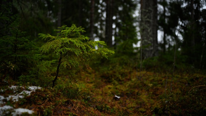 Nature. Desktop wallpaper