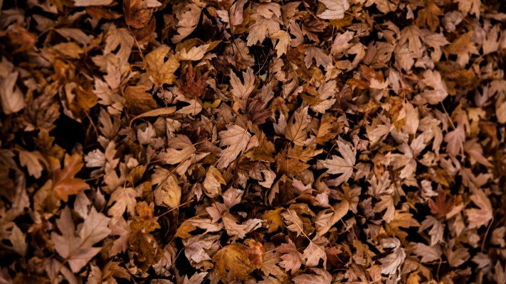 Nature. Desktop wallpaper