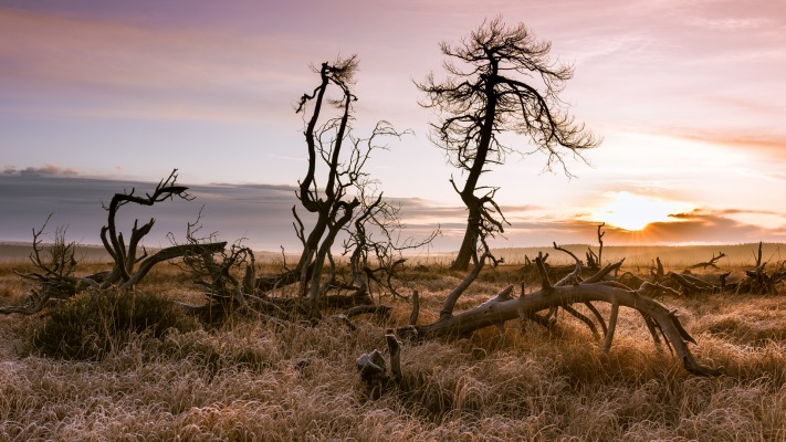 Nature. Desktop wallpaper