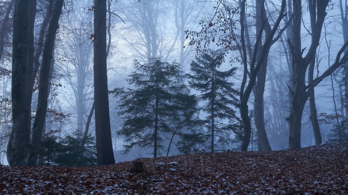 Nature. Desktop wallpaper