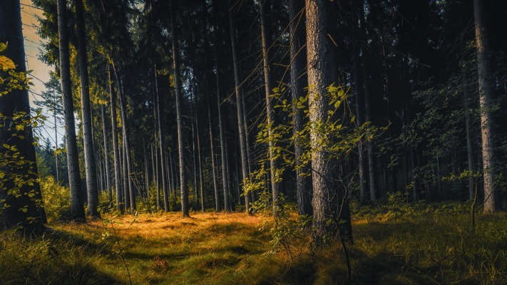 Nature. Desktop wallpaper