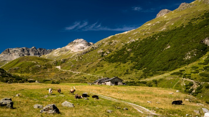 Nature. Desktop wallpaper